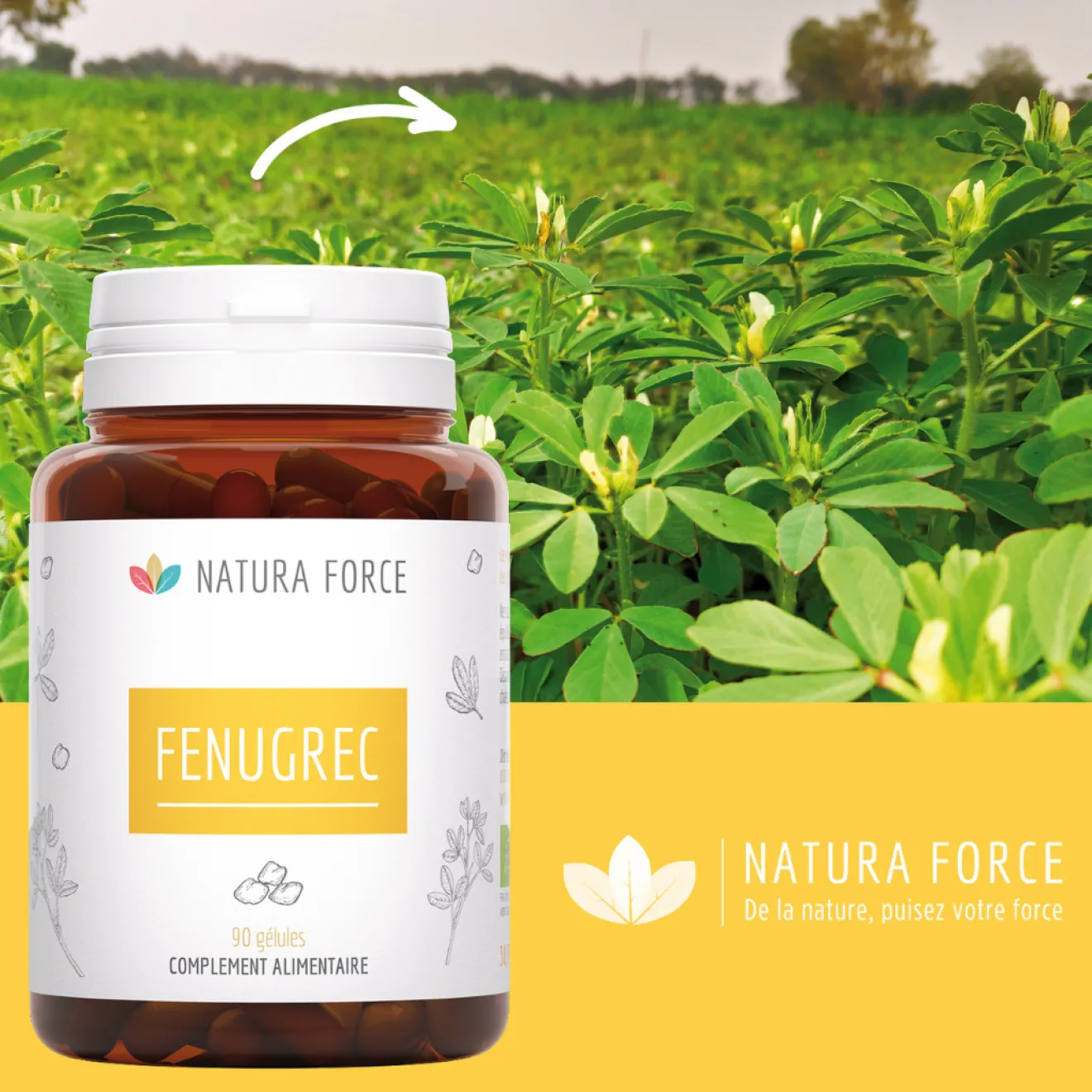 Fenugrec Digestion & Equilibre Hormonal Bio